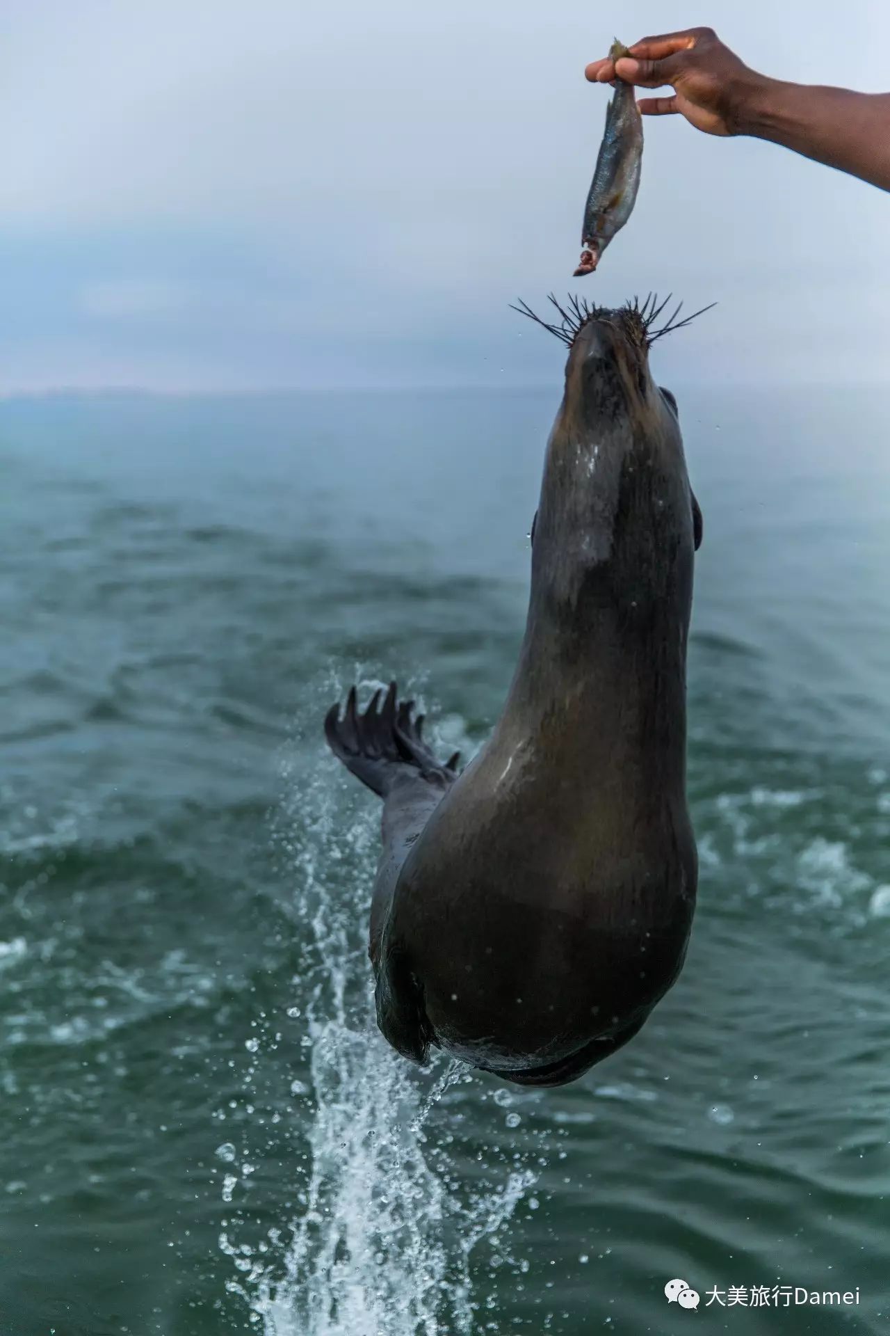 海豹海狗海獅究竟如何分辨?