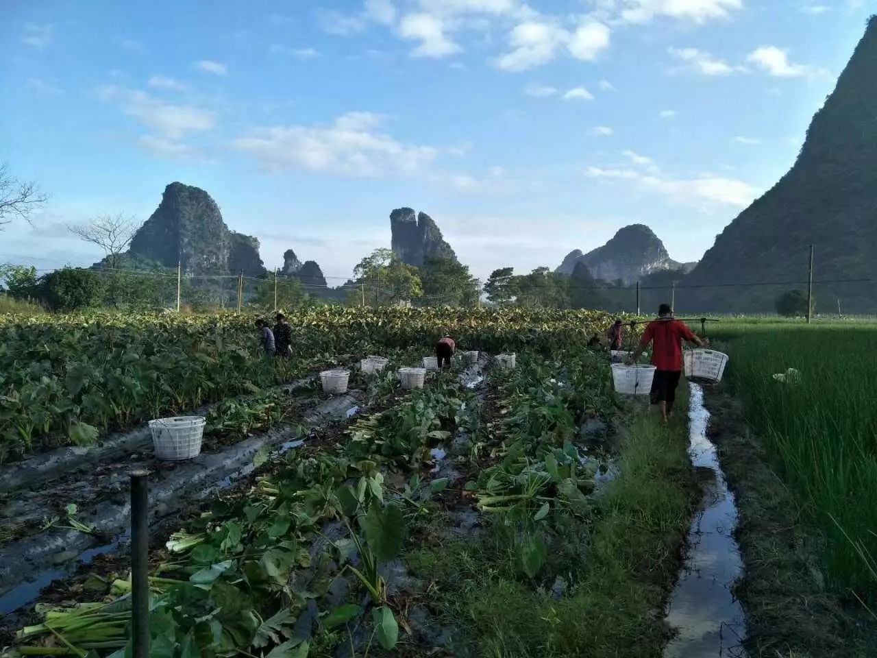 好物满分好评的芋头超粉糯超清甜