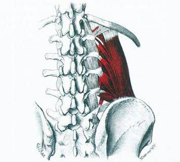 拯救你的腰揭秘腰背痛首要原因腰方肌