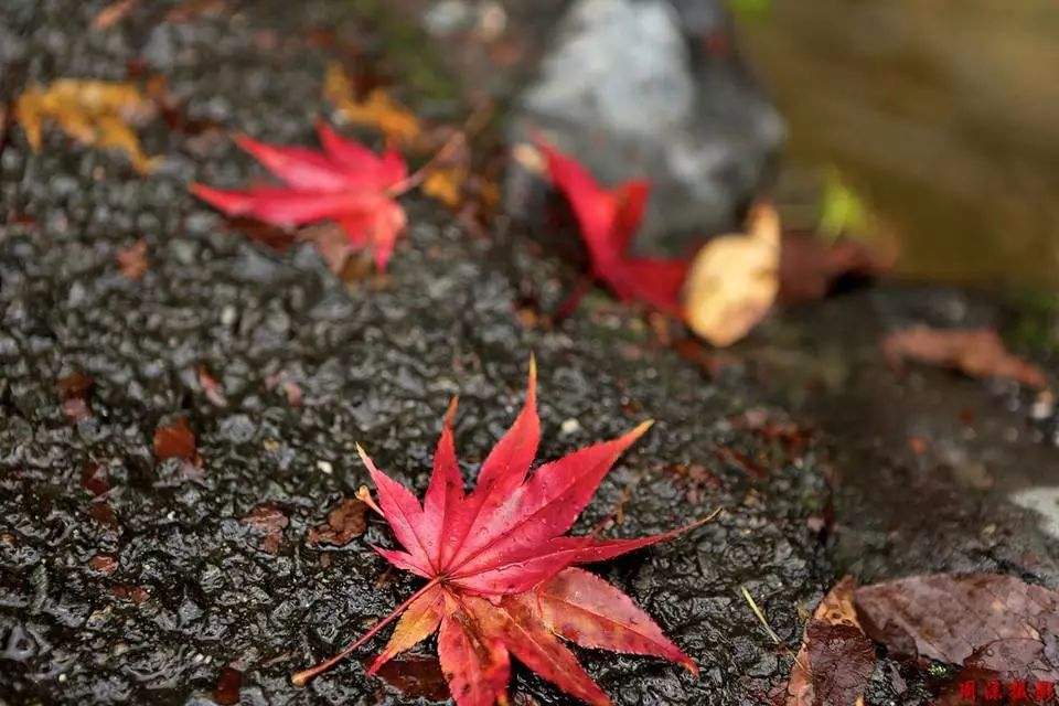 雨水打落叶落叶洒满地