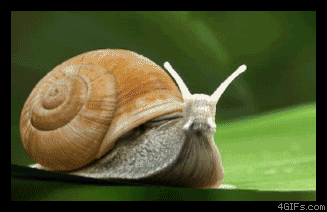 蜗牛动态图片爬行图片
