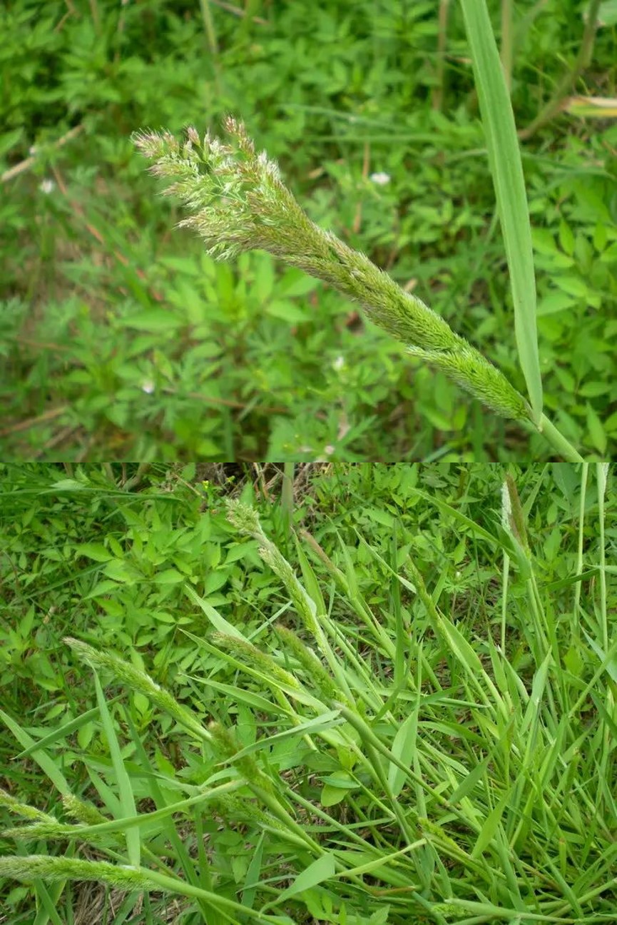 棒頭草早熟禾澤漆豬殃殃婆婆納麥家公播娘蒿薺菜繁縷大巢菜寶蓋草