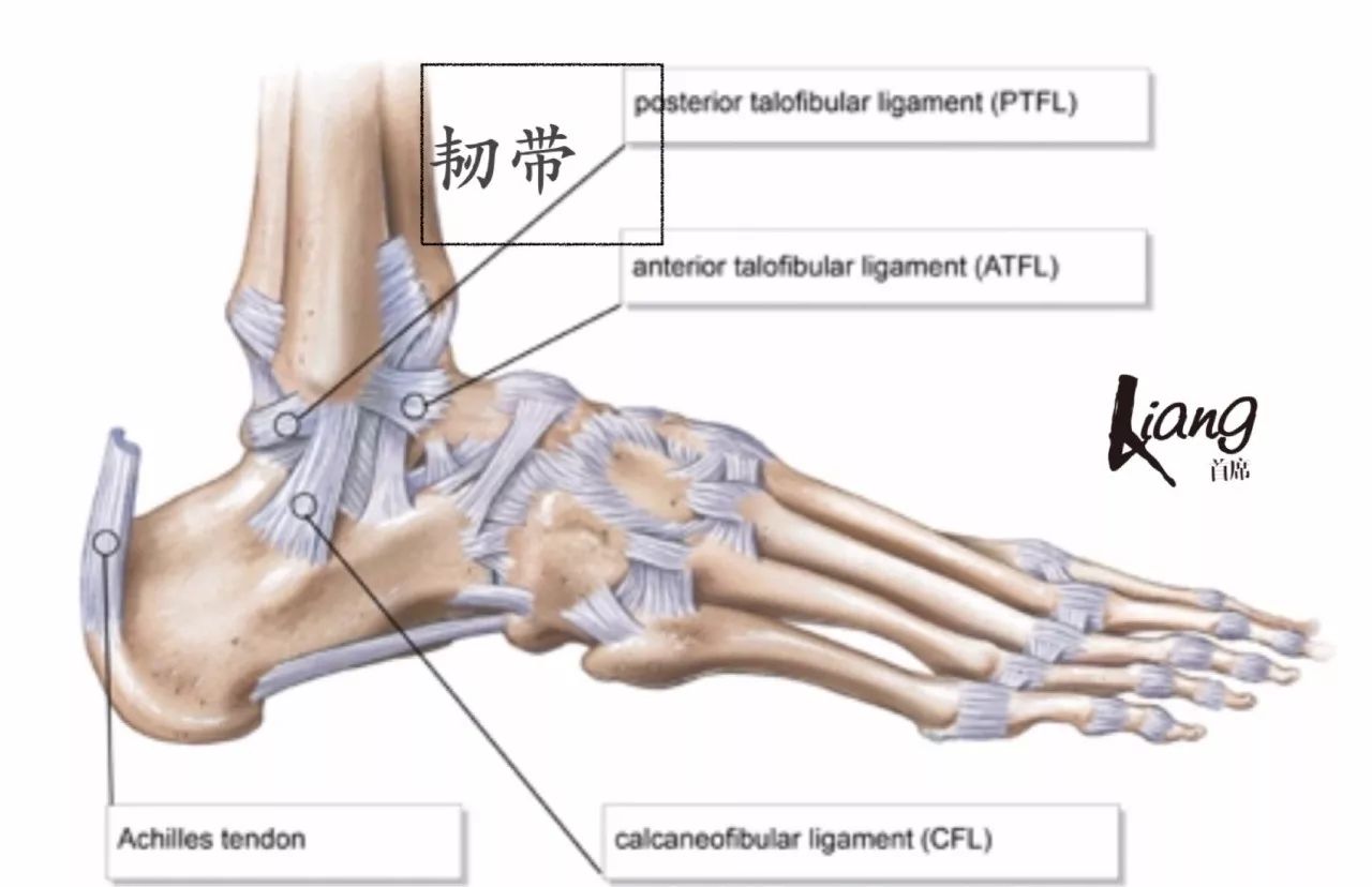 足部背伸肌腱解剖图图片
