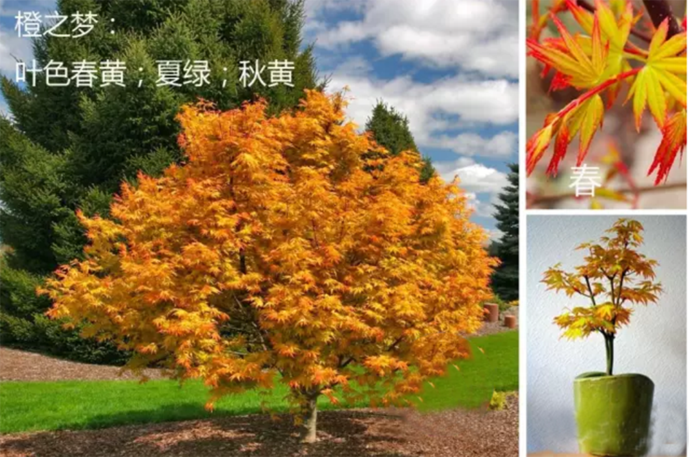 这是他们推出的八大珍品之一,日本红枫(橙之梦),源产地日本,能在42