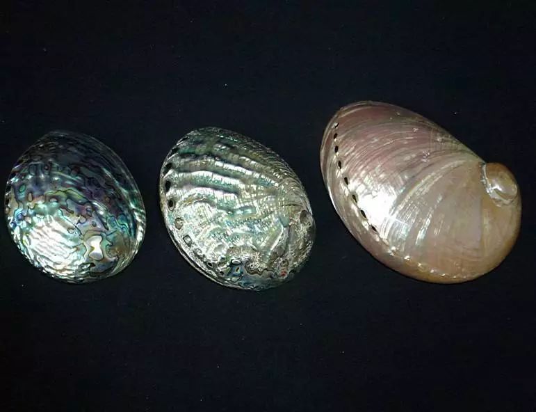 与鲍鱼贝结合起来制成的首饰6淡水珍珠——贝类国内淡水珍珠占主流