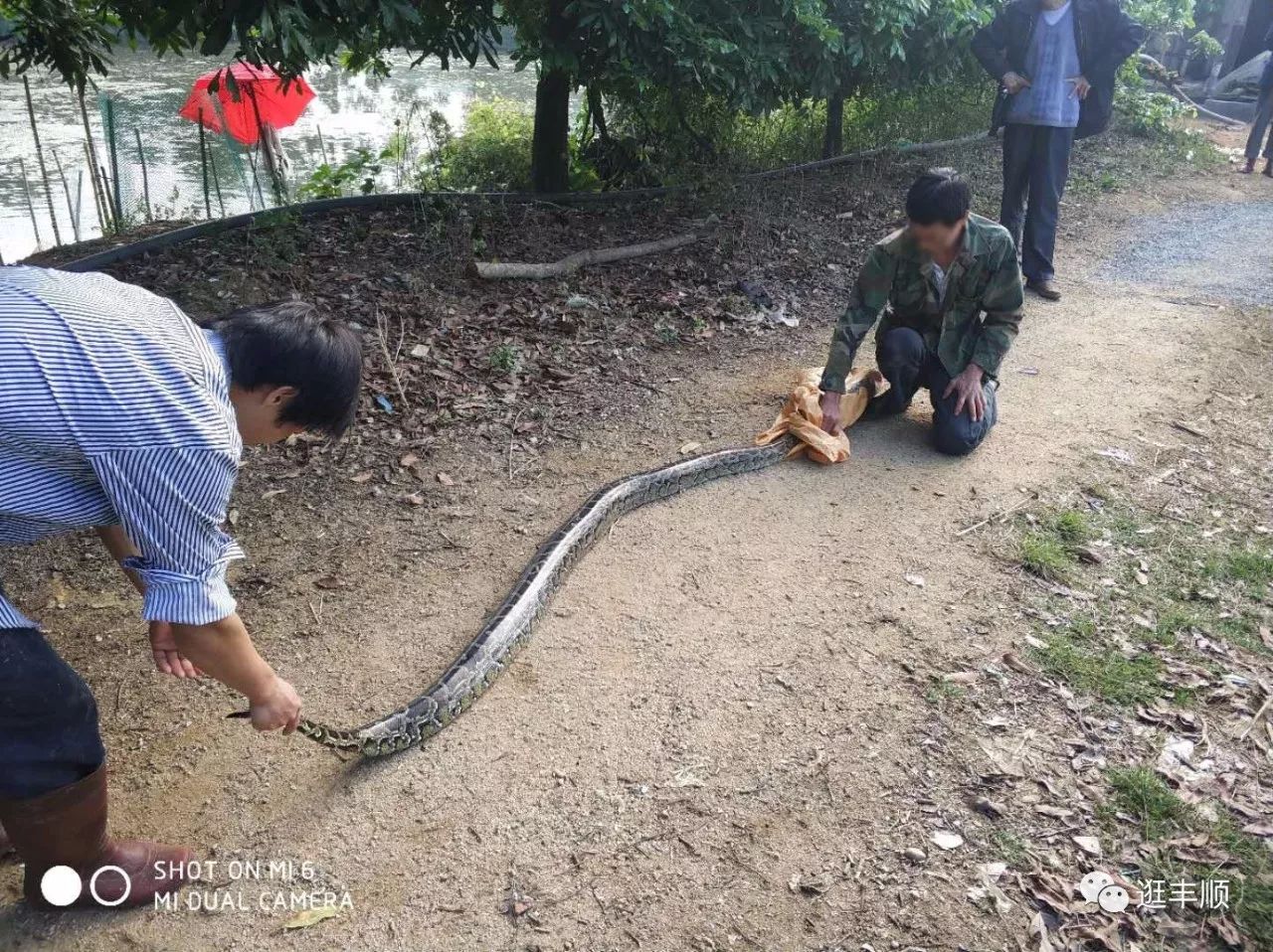 埔寨一條大蛇闖入豬寮,偷吃不成反被.