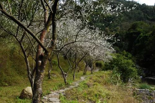 筍野新興福興寺天露山梅花節一天遊