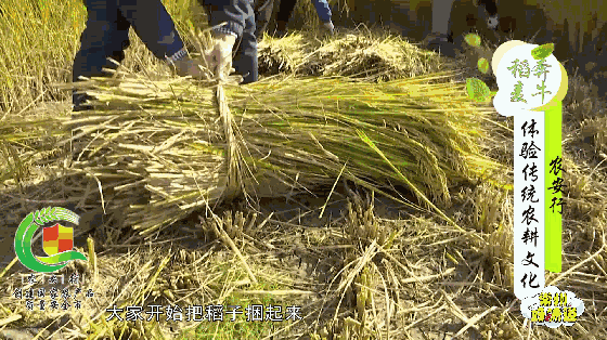 割稻子打谷种蔬菜在风吹麦浪的农田里这群常州人收获的可不止是回忆
