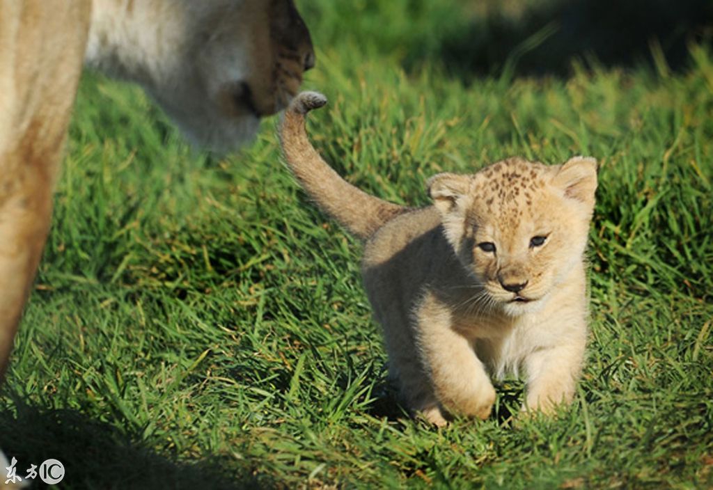 母獅子舌吻幼獅幼獅子眯眼享受母愛動物世界也有溫情