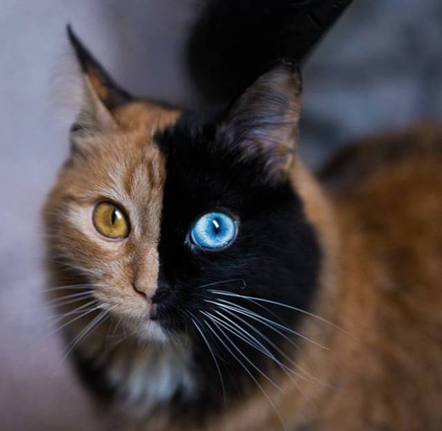铲屎官表示quimera的妈妈是一只橘猫,爸爸有可能是一只黑猫