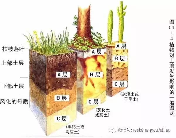 土壤层结构剖面图图片