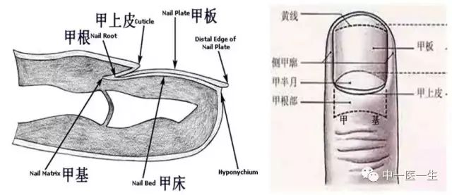 指甲的生长过程图片