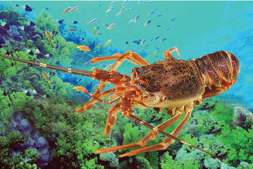 龙虾等入侵物种生态防控 长江重点水域实行10年禁渔期