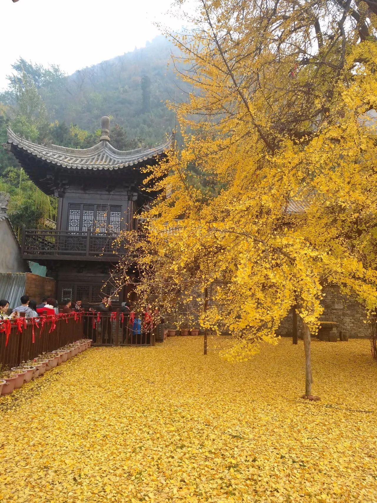 一地黄金西安古观音禅寺千年银杏树