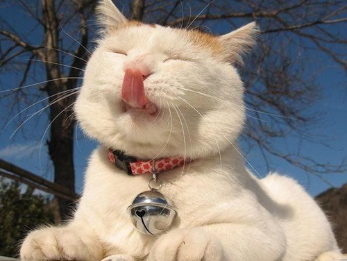 猫为什么鼻子变白 猫咪粉鼻子变白