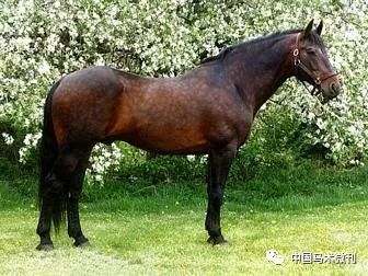 馬種百科之馬種分類溫血馬99克利夫蘭騮馬