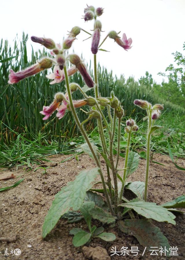 熟地植物图图片