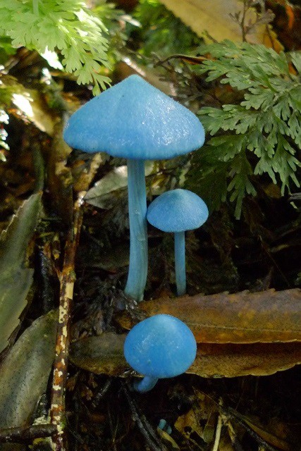 世界上最罕见的蘑菇图片