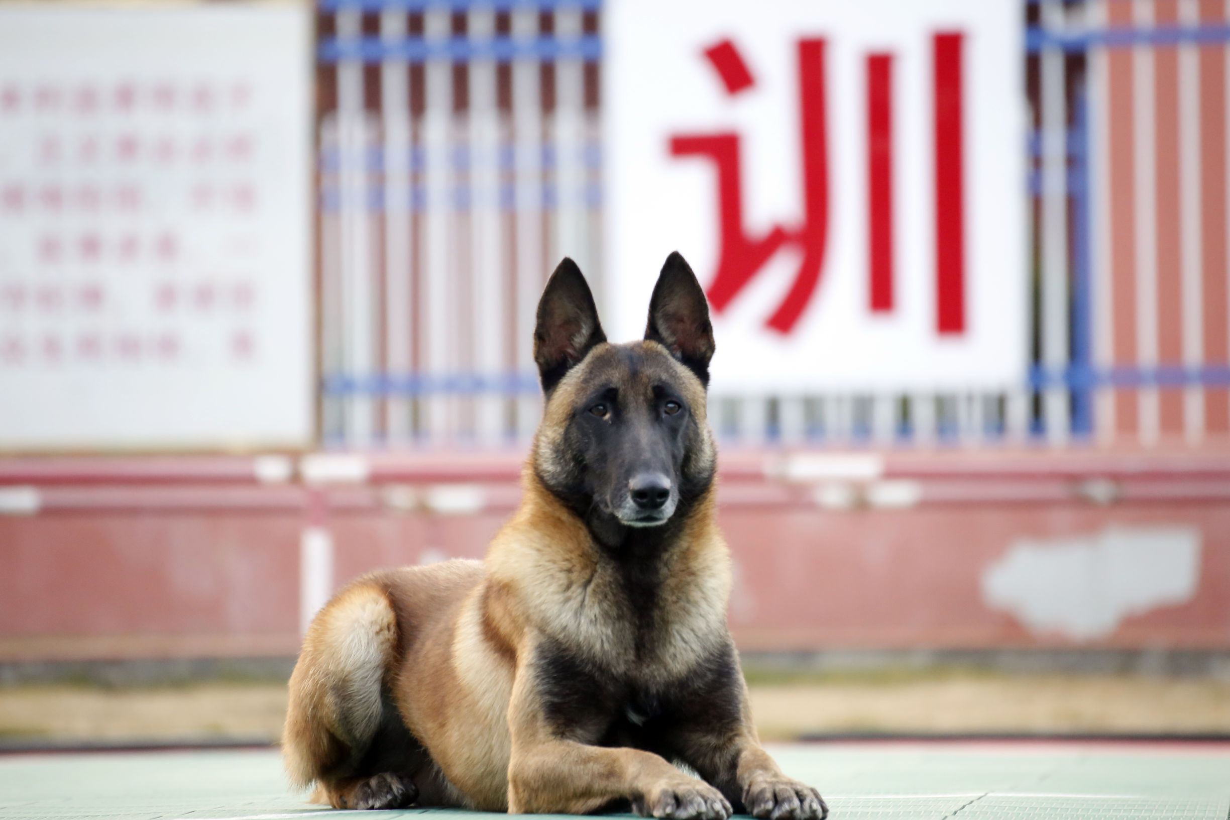 士兵格力犬图片