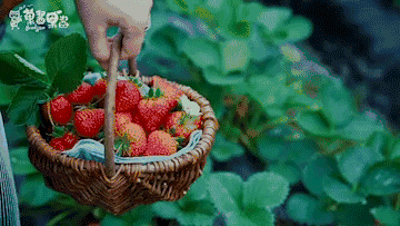 今天,阿通妹就给你推荐个采摘草莓的好地方平凉周边哪里可以摘草莓?