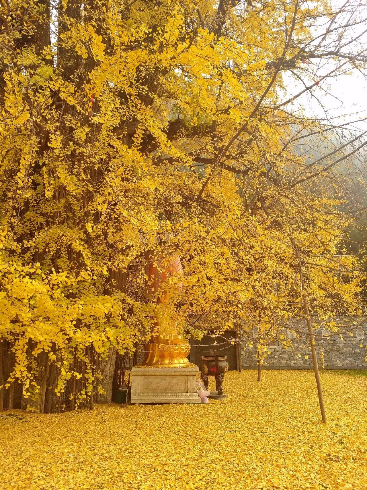 一地黄金西安古观音禅寺千年银杏树