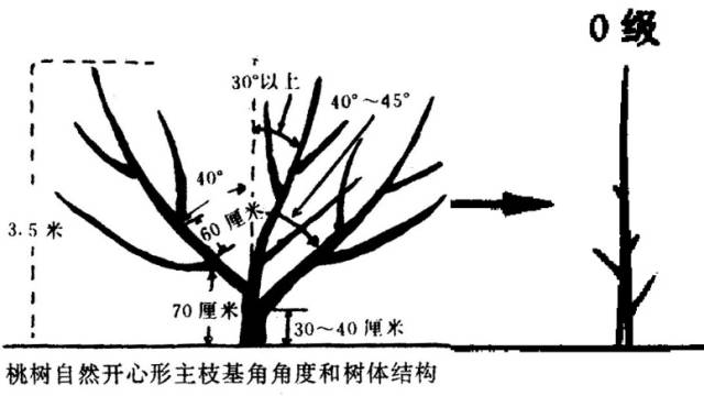 桃树剪枝图解 方法图片