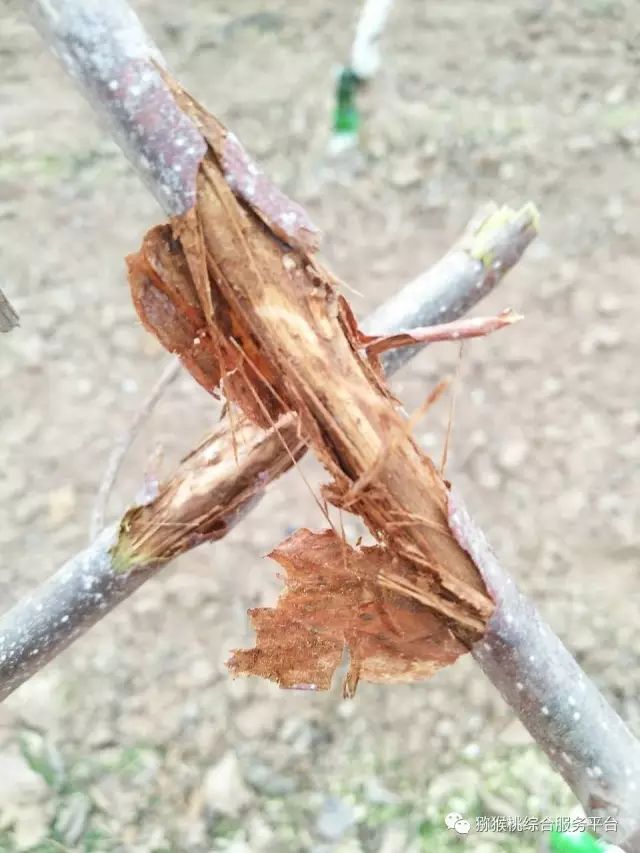 獼猴桃枝幹病害來勢洶洶枝幹病的類型