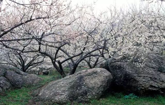 例如网师园内的"竹外一枝轩,取意苏轼《和秦太虚梅花"江头千树春欲