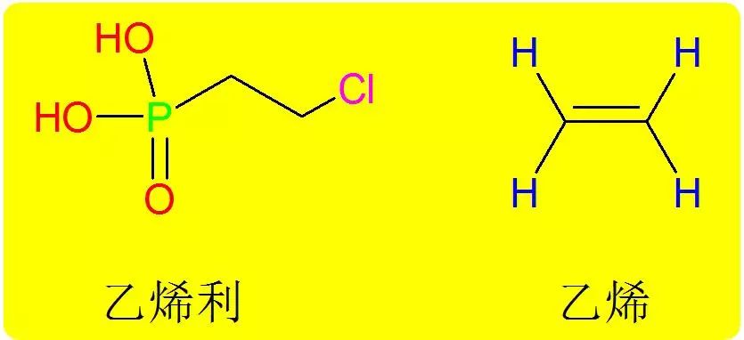 乙烯利催熟的水果对人体有害吗