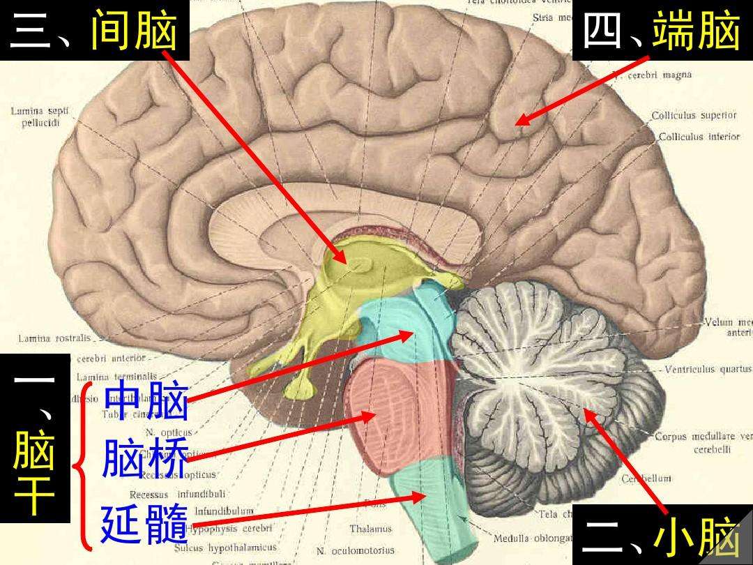 唐都脑外专家:脑肿瘤手术风险大吗?