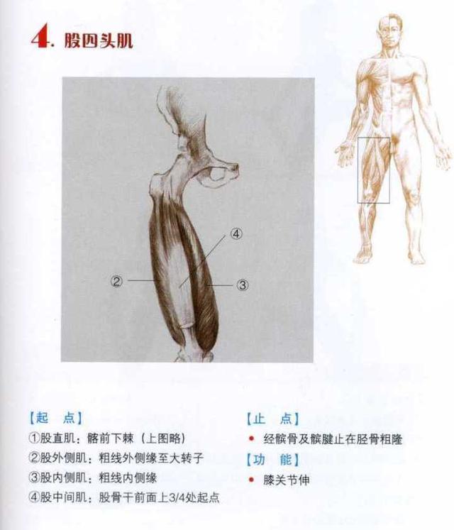 如何快速拉伸开腿部的韧带了解腿部肌肉成年人也能拉开韧带