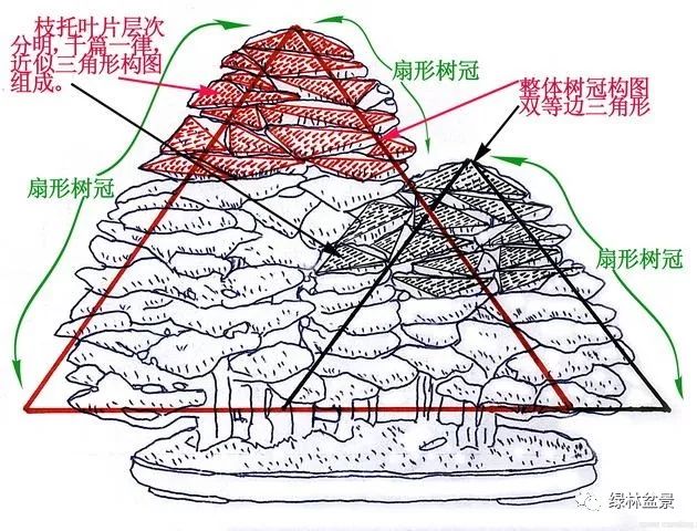 圖照1c樹種:檜柏收藏:日本福田壽夫大家都知道,日本盆景大多以等腰