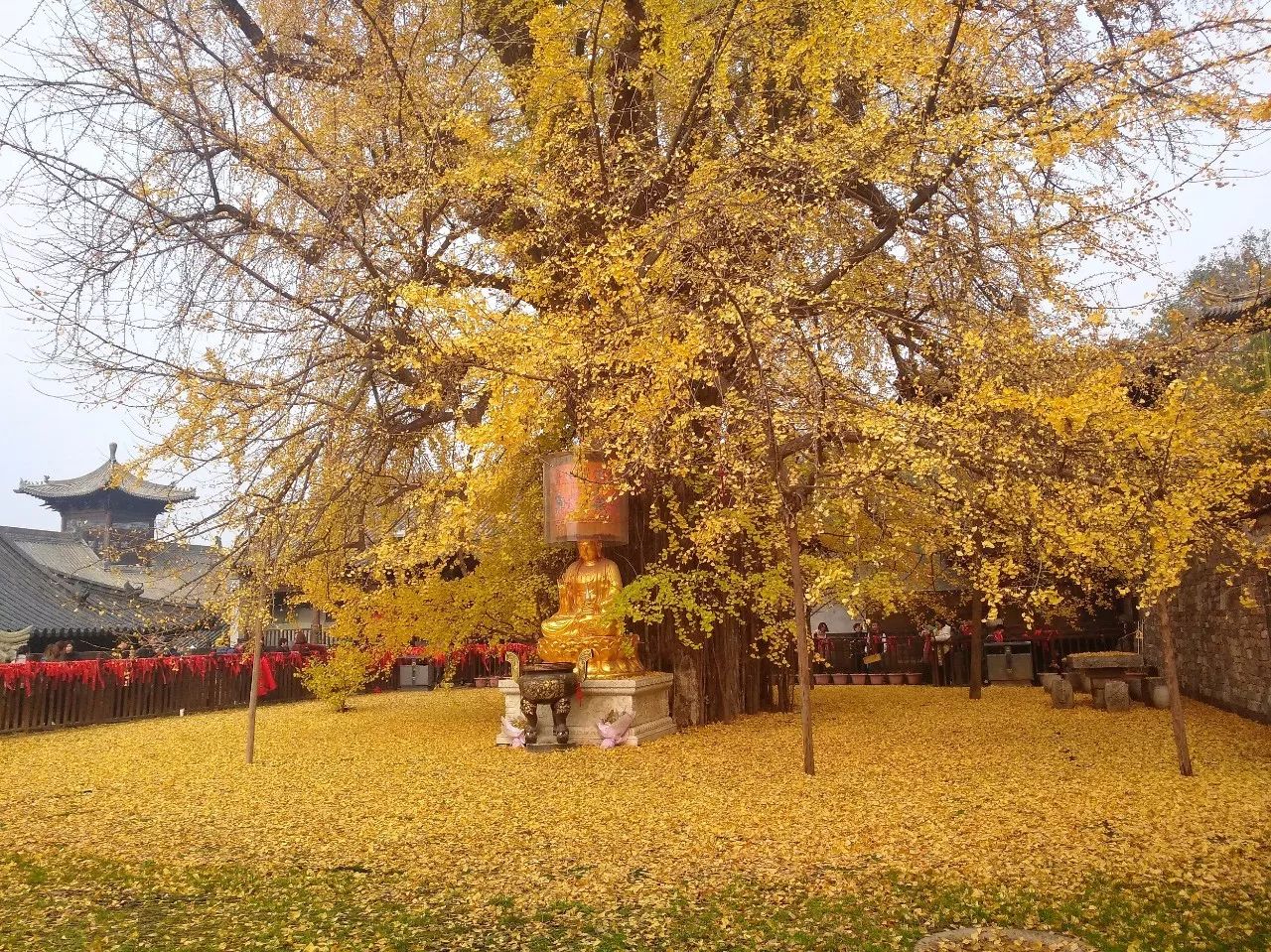 一地黄金西安古观音禅寺千年银杏树