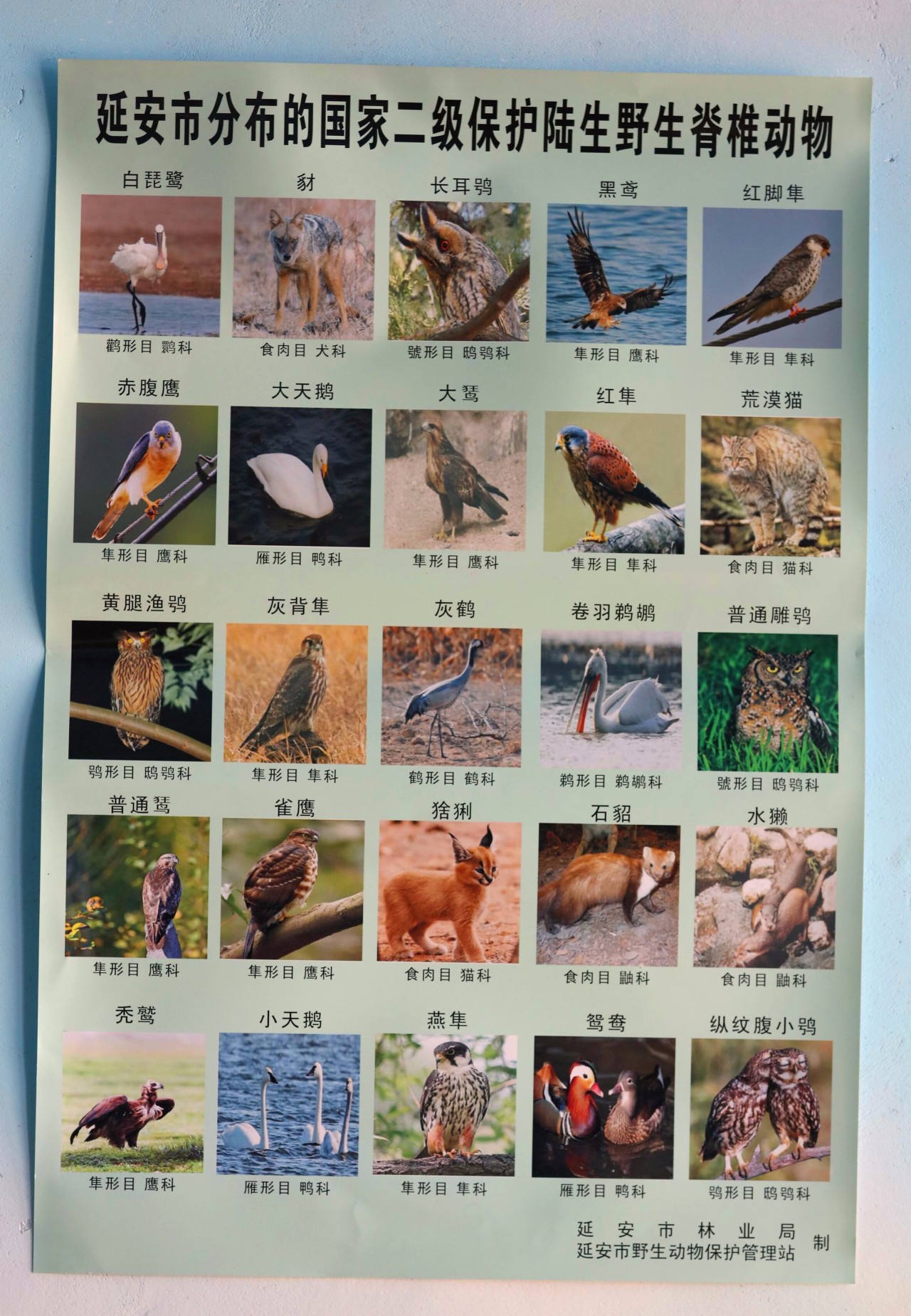 金延安动物园救了一只大鸟竟是国家一级重点保护动物