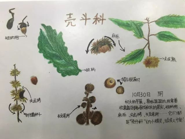 《太陽花》七年級 朱高潔獲獎名單一等獎《蠶豆的自然筆記》四年級