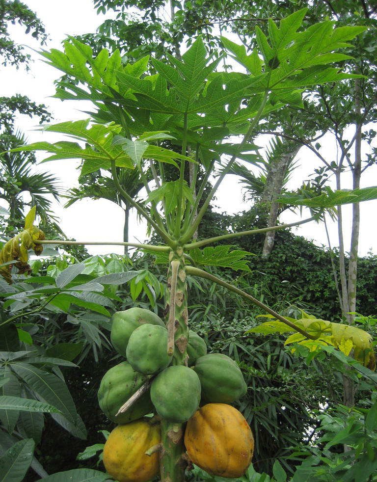 大爺種20畝木瓜10塊錢3個還沒有人買幾千斤堆積起來扔掉