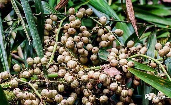 原來你長得這麼噁心揭秘各類菩提子原生植物