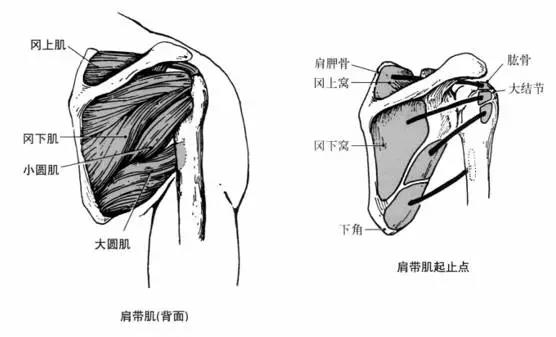 肩膀组织结构图片图片