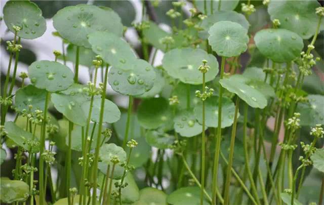 鐵角蕨科巢蕨屬,別名:巢蕨,山蘇花,王冠蕨.