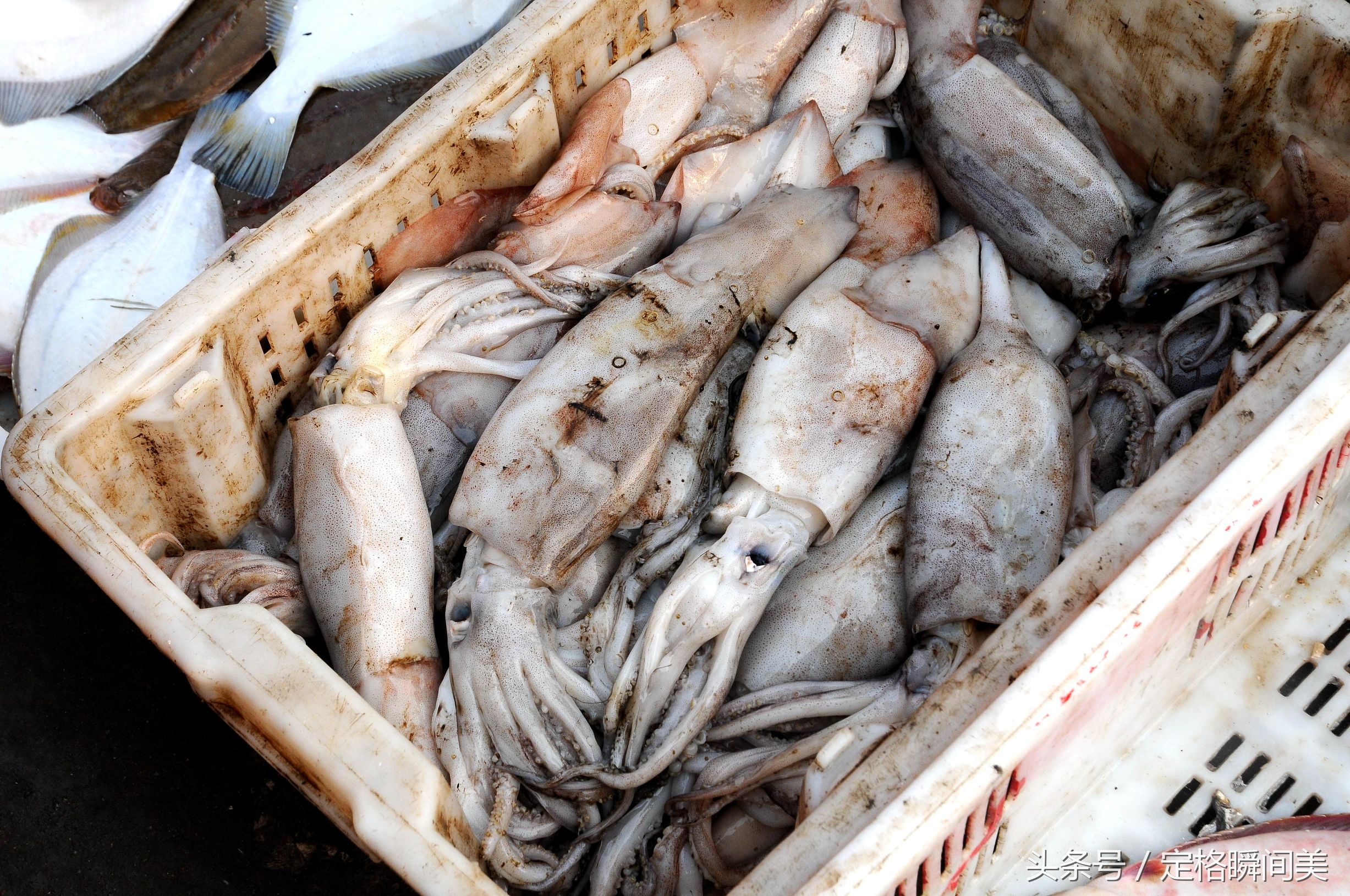 新鲜的石甲鱼最近也上市了,价格三十五元一斤,还能让人接受!