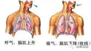 膈肌运动示意图视频图片