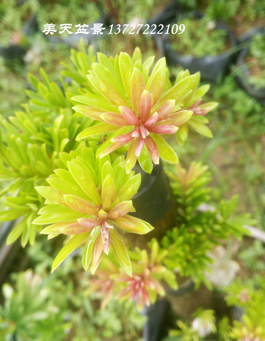 小葉紅芽海島羅漢松太子妃