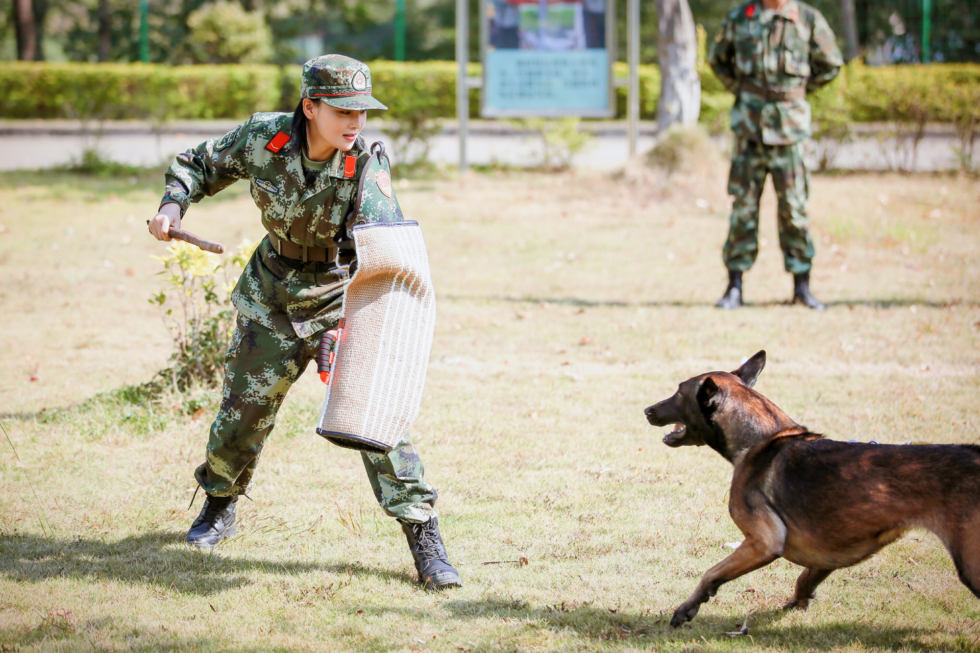 警犬艾勒薇斯死了图片