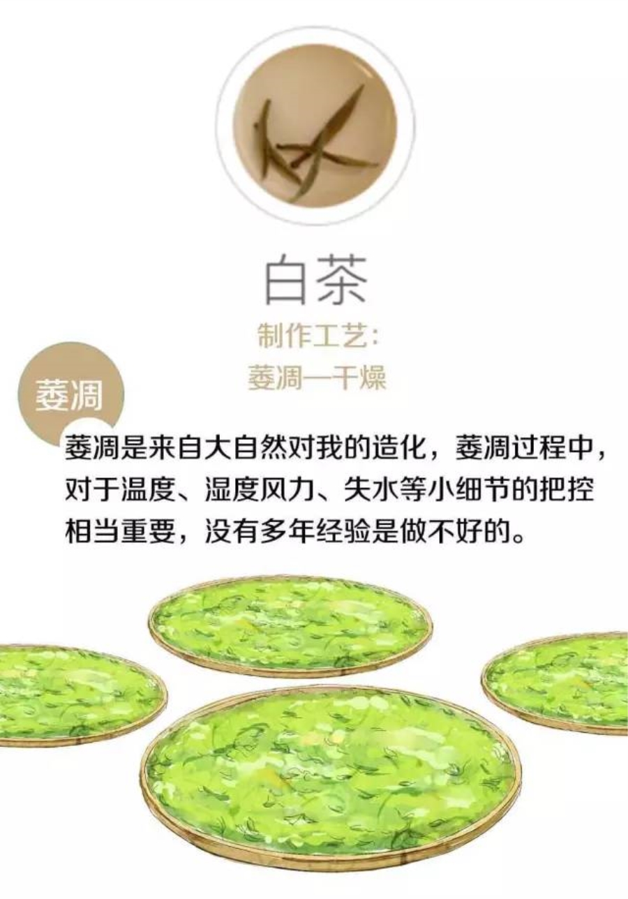 黄茶的制作过程图片