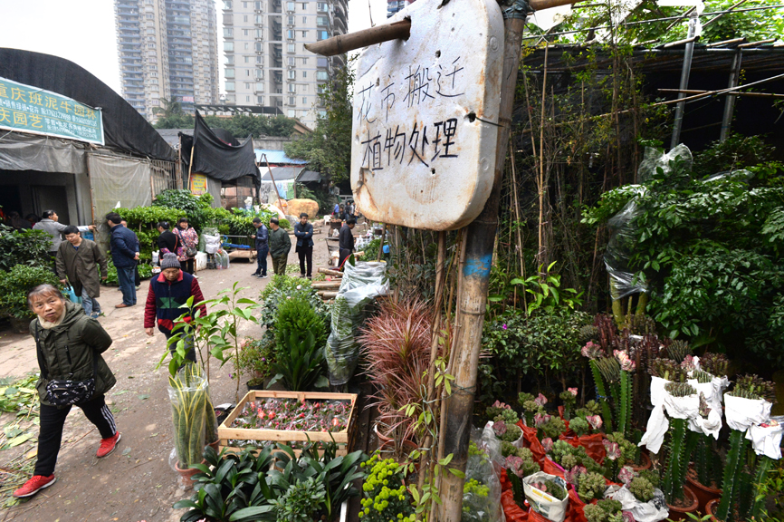 望海花市图片