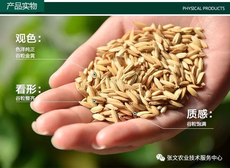 张文水稻系列技术2