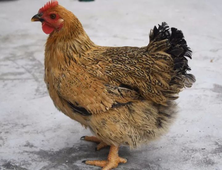 灵山香鸡是在灵山野生原鸡驯化为灵山土鸡的基础上,不断选育而成的一