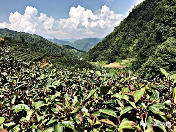 望谟八步茶新晋贵州古树茶茶王你喝过了吗