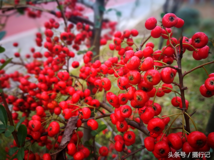 在冬日的鄉村山坡上,一種結的果實彤紅彤紅的煞是好看,比春天開的花