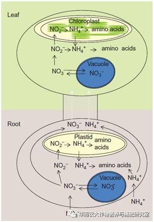 植物对铵态氮和硝态氮的吸收同化机理简介